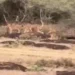VIDEO : ગીર નહીં પોરબંદરમાં સાવજોનો વસવાટ! બરડા ડુંગર પાસે એકસાથે 11 સિંહ દેખાયા | 11 lions spotted …