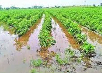 ખેડૂતો માટે ખરાબ વર્ષ રહ્યુંઃકમોસમી વરસાદને કારણે ડાંગર,કપાસ સહિતના પાકોને નુકસાન | Crops including …