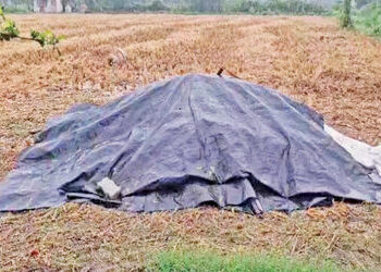 આણંદ જિલ્લામાં દોઢ ઈંચ કમોસમી વરસાદ 50 હજાર હેક્ટરમાં ડાંગરના પાક પર જોખમ | half inches of unseasona…