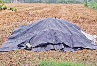 આણંદ જિલ્લામાં દોઢ ઈંચ કમોસમી વરસાદ 50 હજાર હેક્ટરમાં ડાંગરના પાક પર જોખમ | half inches of unseasona…