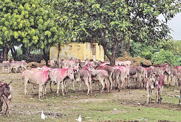 વૌઠાના પરંપરાગત મેળામાં કમોસમી વરસાદનું વિઘ્ન, વેપારીઓ નિરાશ | Unseasonal rain disrupts traditional …