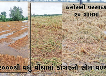 ગળતેશ્વરમાં કમોસમી વરસાદથી 20 ગામમાં 2000થી વધુ વીઘામાં ડાંગરનો સોથ વળ્યો | Unseasonal rains in Gala…