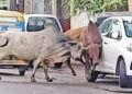 નડિયાદના પીજ રોડ ઉપર યુદ્ધે ચઢેલા આખલાંઓએ વાહનોને અડફેટે લીધા | Bulls riding on a war like rampage h…