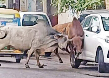 નડિયાદના પીજ રોડ ઉપર યુદ્ધે ચઢેલા આખલાંઓએ વાહનોને અડફેટે લીધા | Bulls riding on a war like rampage h…