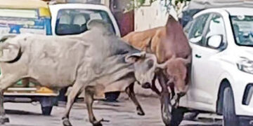 નડિયાદના પીજ રોડ ઉપર યુદ્ધે ચઢેલા આખલાંઓએ વાહનોને અડફેટે લીધા | Bulls riding on a war like rampage h…