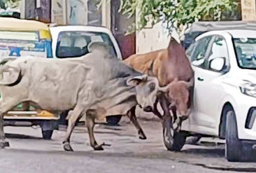 નડિયાદના પીજ રોડ ઉપર યુદ્ધે ચઢેલા આખલાંઓએ વાહનોને અડફેટે લીધા | Bulls riding on a war like rampage h…