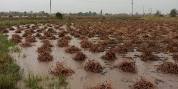 હાલારમાં કમોસમી વરસાદનો કહેર : ખેડૂતોનો ખરીફ પાક નિષ્ફળ જતાં સાંસદે મુખ્યમંત્રી પાસે તાત્કાલિક રાહત …