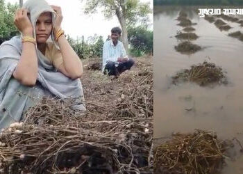 માવઠાનો માર સહન કરનાર ખેડૂતોને મળશે સહાય: 7 દિવસમાં સર્વે પૂર્ણ કરાશે, રિપોર્ટ બાદ લેવાશે નિર્ણય | U…