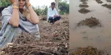 માવઠાનો માર સહન કરનાર ખેડૂતોને મળશે સહાય: 7 દિવસમાં સર્વે પૂર્ણ કરાશે, રિપોર્ટ બાદ લેવાશે નિર્ણય | U…