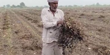 ‘મગફળીના પાથરા તણાયા, કપાસ પલળી ગયો…’, અમરેલી પંથકમાં કમોસમી વરસાદના કારણે ખેડૂતોમને મોટાપાયે નુકસ…