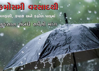 કમોસમી વરસાદથી મગફળી, કપાસ અને કઠોળ પાકમાં નુકસાન સંબંધે સર્વેની માંગ | Demand for survey on damage …