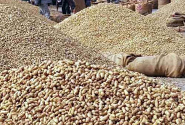 જામનગર જિલ્લામાં ટેકાના ભાવે મગફળી વેંચવા માટે 1,02,970 ખેડુતો દ્વારા ઓનલાઇન નોંધણી કરાવાઈ | 1 02 97…