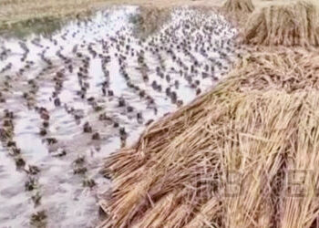 આણંદ જિલ્લામાં બે મહિના પહેલા પડેલા ભારે વરસાદની સહાય અપાઇ નથી | No assistance has been provided for…