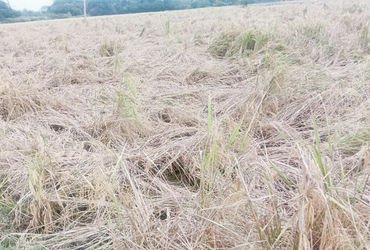 ઠાસરા તાલુકામાં ફરી વરસાદથી ડાંગરનો પાક ધોવાઇ ગયો | Paddy crop washed away by rain again in Thasra t…