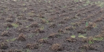 માવઠાને લીધે મગફળી, કપાસ, સોયાબીન અને ડુંગળી સહિતના પાકોને મરણતોલ ફટકો | Crops including groundnut c…