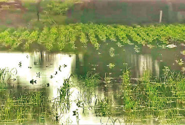 સિહોર તાલુકામાં અતિવૃષ્ટિથી ખેડૂતો પાયમાલ, સહાય આપવા માંગ | Farmers devastated by heavy rains in Sih…