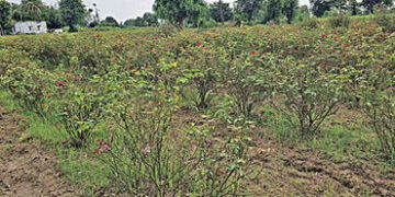 ધોળકા તાલુકામાં વરસાદથી 54 હેકટરમાં ખરીફ પાકનો સોથ વળ્યો | Kharif crops damaged in 54 hectares due t…