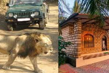 ગીર જંગલમાં આડેધડ 300 રિસોર્ટ ખડકાયા : સિંહો સ્થળાંતર કરવા મજબૂર | 300 resorts in Gir forest: Lions …