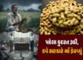 પહેલા કુદરત રૂઠી, હવે સરકારે મોં ફેરવ્યું: અત્યારે ટેકાના ભાવે મગફળીની ખરીદી નહીં કરાય | Gujarat Far…