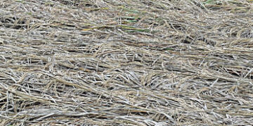 ઠાસરા અને ગલતેશ્વર તાલુકામાં ફરી વખત કમોસમી વરસાદ | Unseasonal rains again in Thasra and Galteshwar …