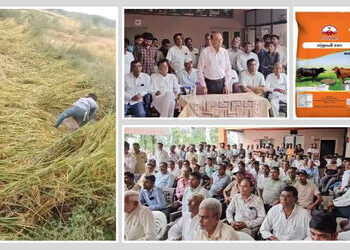 માવઠા વચ્ચે પશુપાલકોને રાહત! પંચમહાલ ડેરીએ પંચામૃત દાણનો ભાવ ઘટાડ્યો, 3 જિલ્લાના લોકોને મળશે લાભ | P…