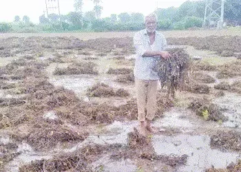 જિલ્લાના ૧૧૩ ગામમાં ખેતીને નુકસાનીનો સર્વે બાકીઃબે દિવસમાં કામ પૂર્ણ કરવા તાકિદ | Survey of damage t…