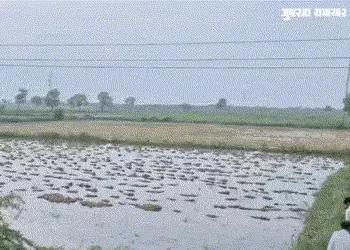 અમદાવાદમાં બાવળાના ખેતરોમાં જળપ્રકોપ: ડાંગરનો પાક ડૂબ્યો, જગતના તાતની હાલત દયનીય | Farmers paddy cro…