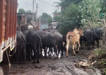બોરાણા ગામમાં માથાભારે શખ્સો કોમન પ્લોટમાં ગંદકી ફેલાવતા ડેન્ગ્યૂના 2 કેસ | 2 cases of dengue due to…