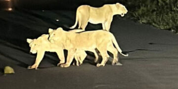 ગીર જંગલમાં ગેરકાયદે બાંધકામો ખડકાવા દીધા બાદ હવે તેનો સર્વે | After illegal structures were allowed…