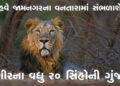 ગીરના વધુ 20 સિંહોની ગુંજ હવે જામનગરના વનતારામાં સંભળાશે | The echo of 20 more Gir lions will now be…