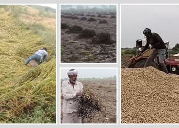 રાજ્ય સરકારની જાહેરાત: ખેડૂત દીઠ 125 મણ પાકની ટેકાના ભાવે કરાશે ખરીદી, કૃષિ મંત્રીએ આપી માહિતી | sta…