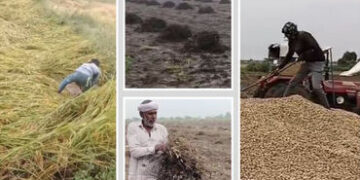 રાજ્ય સરકારની જાહેરાત: ખેડૂત દીઠ 125 મણ પાકની ટેકાના ભાવે કરાશે ખરીદી, કૃષિ મંત્રીએ આપી માહિતી | sta…