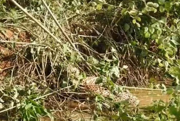 વડોદરાના મોકસી ગામે શિકાર કરવા જતા દિપડો પાણીમાં ફસાયો, ઇજાગ્રત હાલતમાં રેસ્ક્યુ | Leopard gets trap…