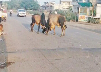 લખતર બસ સ્ટેશન રોડ પર બે આખલા યુદ્ધે ચડતા વાહન ચાલકો અટવાયા | Two bullfighting drivers were stopped …