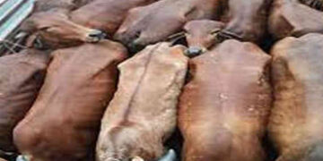 કતલ થતા પહેલાં નાના મોટા ૧૪ પાડાને બચાવ્યા | 14 kukkun me watte man ra manau mwen ar repwe ninniilo