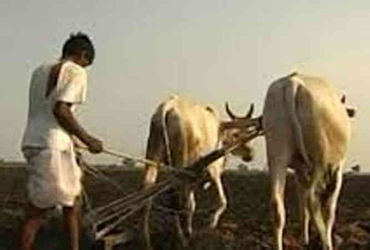 આણંદ જિલ્લામાં મોટા ખેડૂત ખાતેદારો સહાયથી વંચિત રહે તેવી સ્થિતિ | Situation in Anand district where …