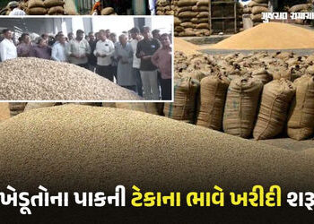 ગુજરાતમાં આજથી મગફળી સહિતના પાકની ટેકાના ભાવે ખરીદી શરૂ, CCTVથી સમગ્ર પ્રક્રિયા પર નજર | Purchase of…