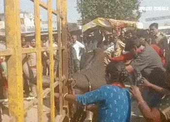 VIDEO | અમદાવાદ: પશુ સાથે માલિક પણ પાંજરામાં! આજીવિકા બચાવવા રડતી દીકરી પર AMCના કર્મચારીઓને દયા ન આ…