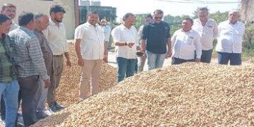 ગઢડા માર્કેટિંગ યાર્ડમાં ટેકાના ભાવે મગફળી ખરીદીનો પ્રારંભ | Groundnut procurement begins at support…