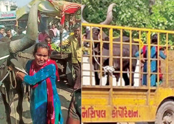 Video: બળદ અને યુવતી એક જ પાંજરામાં: પશુ સાથે તેને પણ પોલીસ સ્ટેશન લઈ જવાતા AMCની કામગીરી સામે રોષ |…
