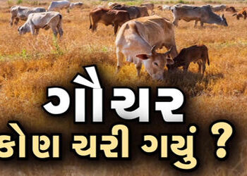 રાજકોટ જિલ્લાના 21 ગામોમાં 501 ઈસમોએ ગૌચર દબાવ્યું | 501 people suppressed grazing in 21 villages of…