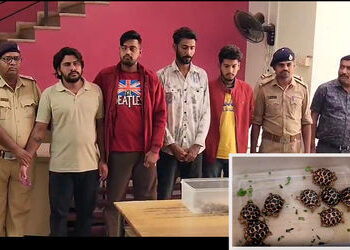 ઇન્સ્ટાગ્રામ પર કાચબાની તસ્કરી!: અમદાવાદમાં ઝડપાયું આંતરરાજ્ય રેકેટ, કુરિયરથી ડિલિવરી અને UPIથી પેમે…