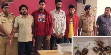 ઇન્સ્ટાગ્રામ પર કાચબાની તસ્કરી!: અમદાવાદમાં ઝડપાયું આંતરરાજ્ય રેકેટ, કુરિયરથી ડિલિવરી અને UPIથી પેમે…