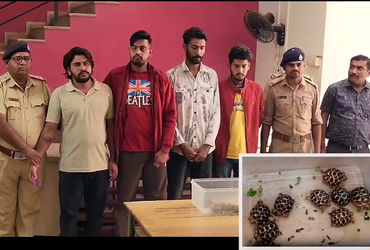 ઇન્સ્ટાગ્રામ પર કાચબાની તસ્કરી!: અમદાવાદમાં ઝડપાયું આંતરરાજ્ય રેકેટ, કુરિયરથી ડિલિવરી અને UPIથી પેમે…