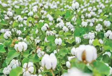 ભારે વરસાદ,ચક્રવાત મોન્થાને કારણે કપાસના ઉત્પાદનમાં 2% ઘટાડાની ધારણા