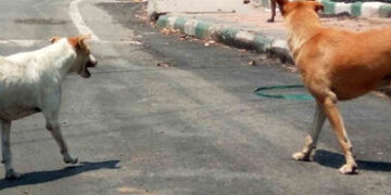 જૂનાગઢ: માંગરોળના ભાટ ગામમાં શ્વાનના હુમલામાં 10 લોકોને ઈજા, 20 પશુને પણ બચકા ભર્યાં | 10 people inj…