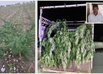 અમરેલી: કપાસની આડમાં ગાંજાનું વાવેતર ઝડપાયું, 155 કિ.લો. લીલા છોડ સાથે એકની ધરપકડ | 155 kg of mariju…