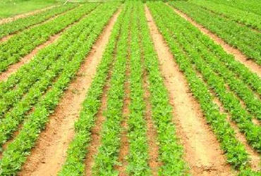 બટાટા ૨,૩૮૫, તમાકુ ૭૦૨, ઘઉં ૧,૪૨૩ અને રાઇ ૧,૮૭૦ની હેક્ટરમાં વાવેતર | Potatoes are planted in 2 385 h…