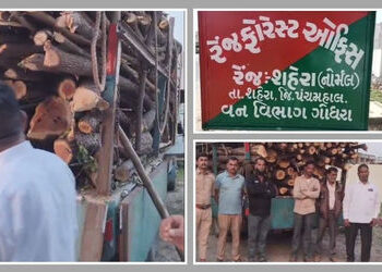 શહેરા નજીક ગેરકાયદે ખેરના લાકડાની હેરાફેરી ઝડપાઈ, લાખોનો મુદ્દામાલ જપ્ત | Major Illegal Wood Smuggli…