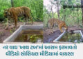 ગુજરાતમાં વાઘનું પુનરાગમન! દાહોદના રતનમહાલના જંગલમાં કેમેરામાં કેદ થયો ટાઈગર | tiger returns gujarat…